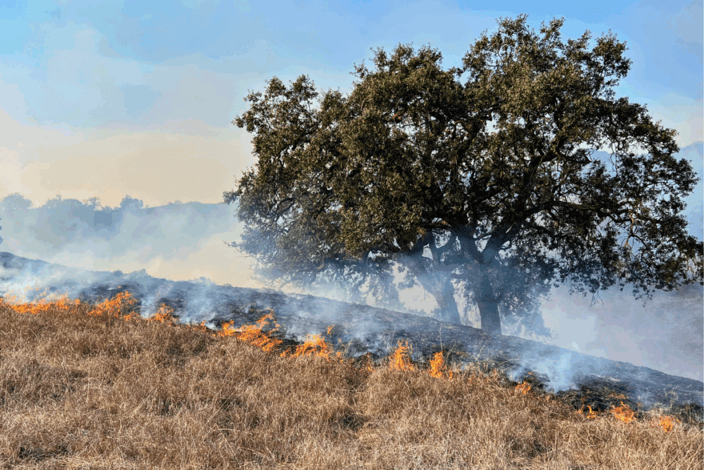 Boise wildfire in a field with a tree